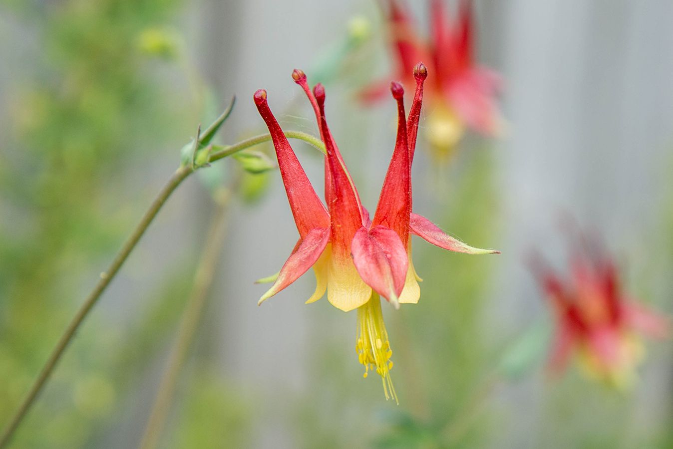 Akelei Blume