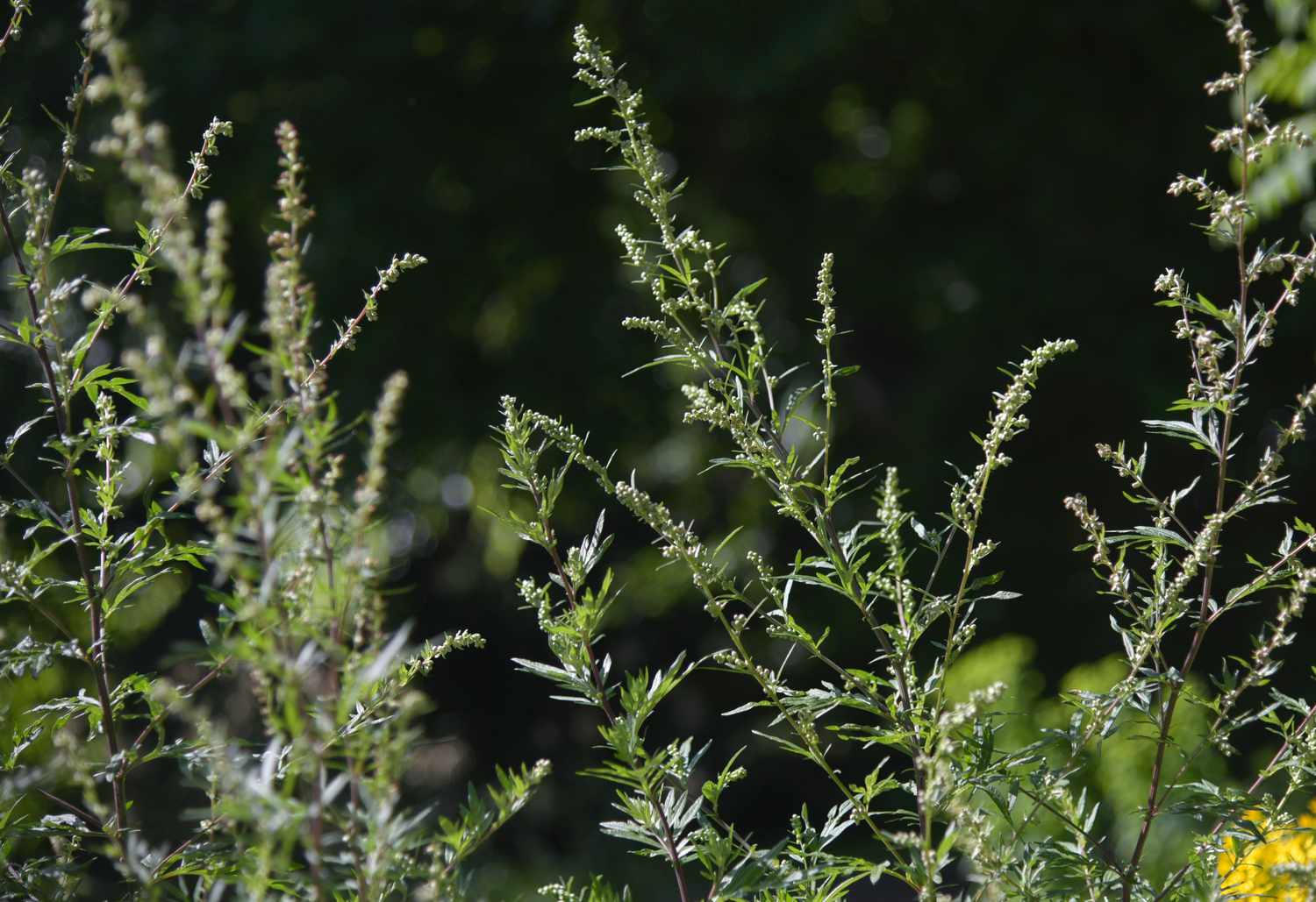 Beifußpflanze mit hohen dünnen Stängeln mit scharfkantigen Blättern und kleinen Blüten