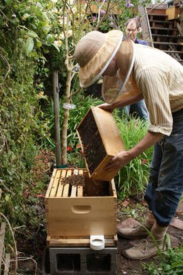 Ein Imker setzt Paketbienen in einen Bienenstock ein.