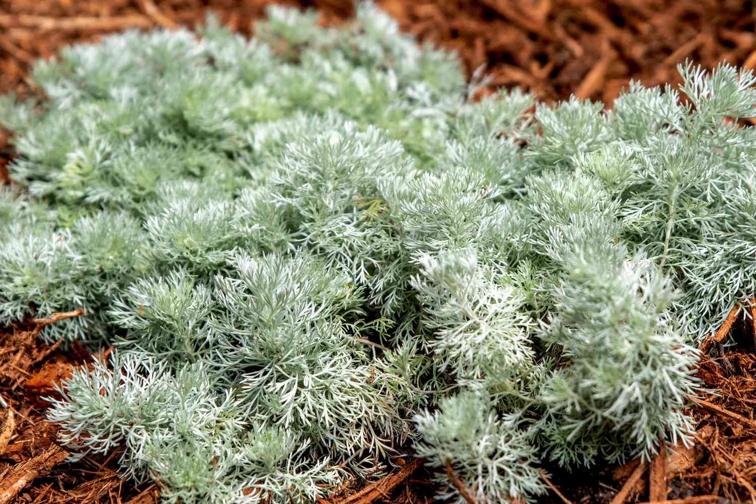 'Silberhügel'-Artemisia-Pflanze mit silbrig-grünen, spitzenartigen Blättern über Mulch verklumpt