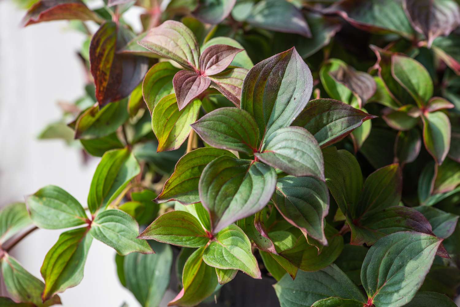 Bunchberry Bodendecker mit burgundergrünen Blättern