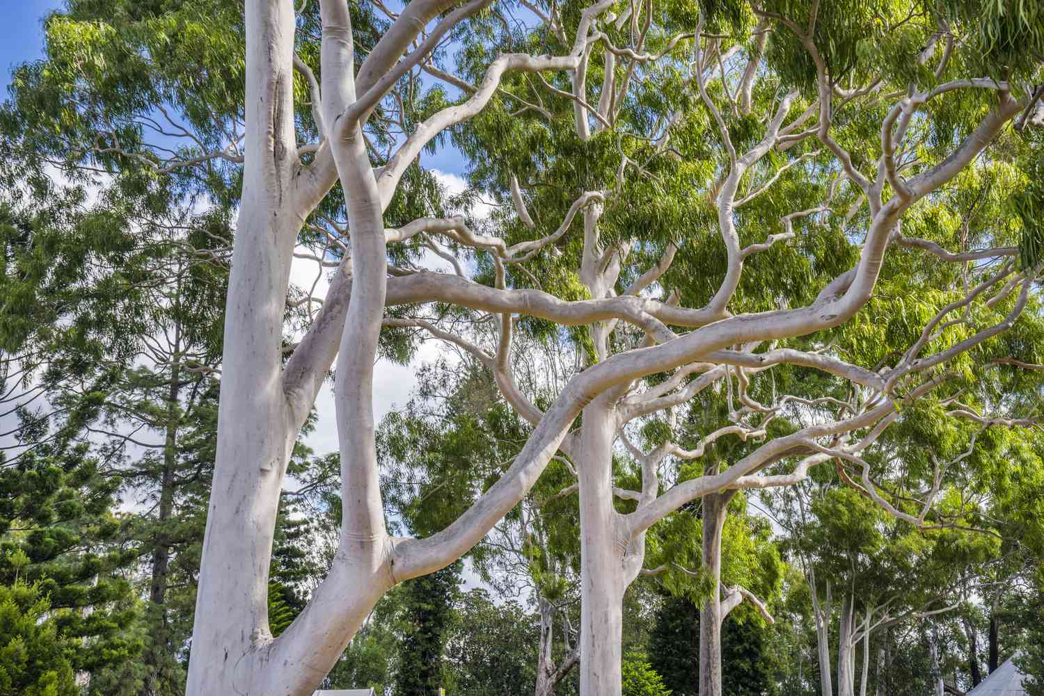 Nach Zitrone duftende Eukalyptusbäume mit grauer Rinde und grünem Laub