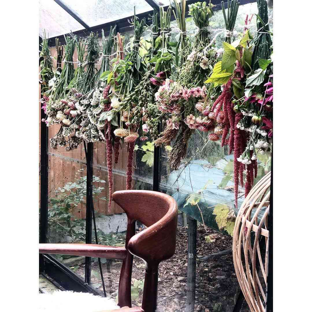 Flores en ramos colgando para secarse junto a la ventana de un invernadero