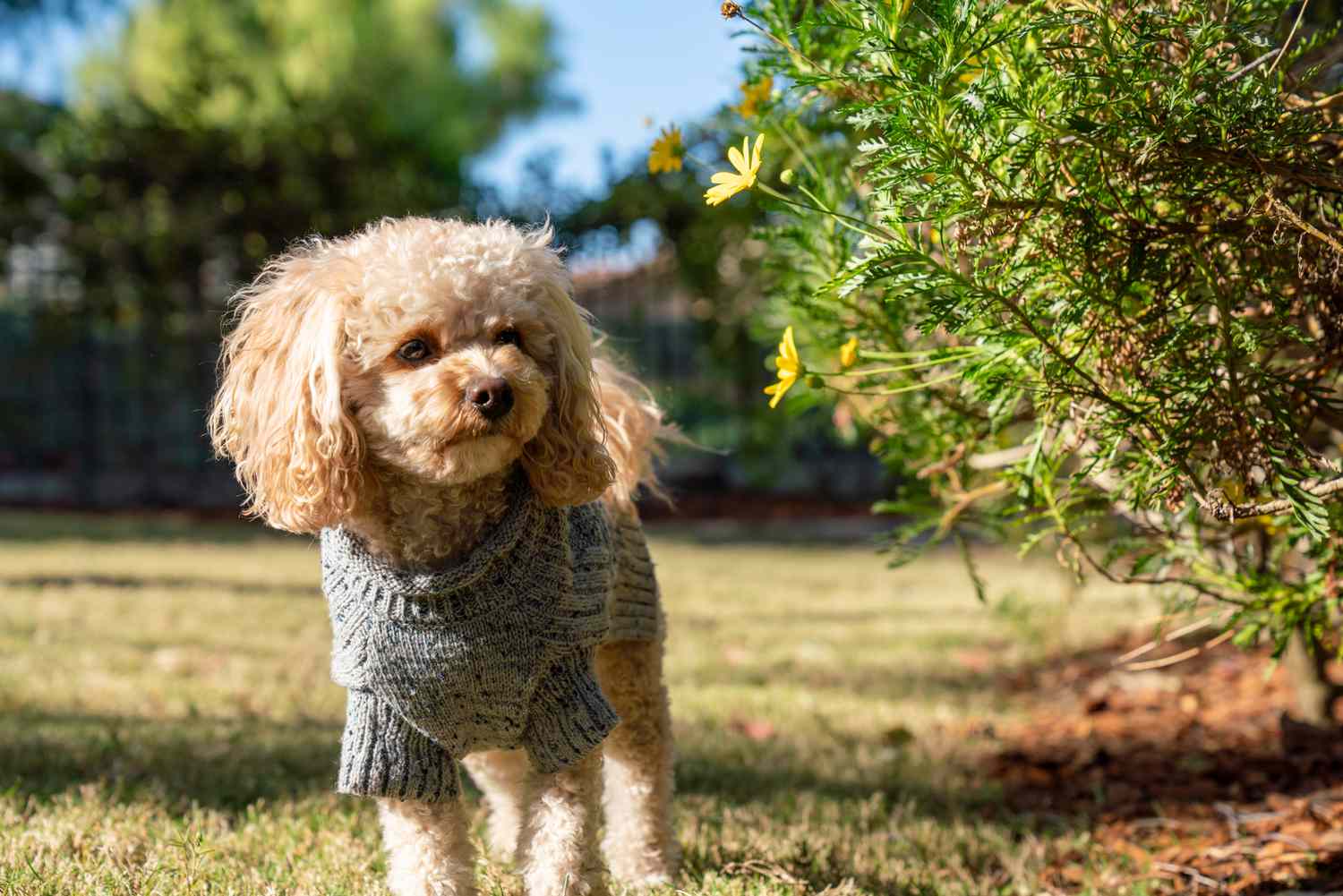 Les meilleures méthodes pour éloigner les chiens de votre jardin