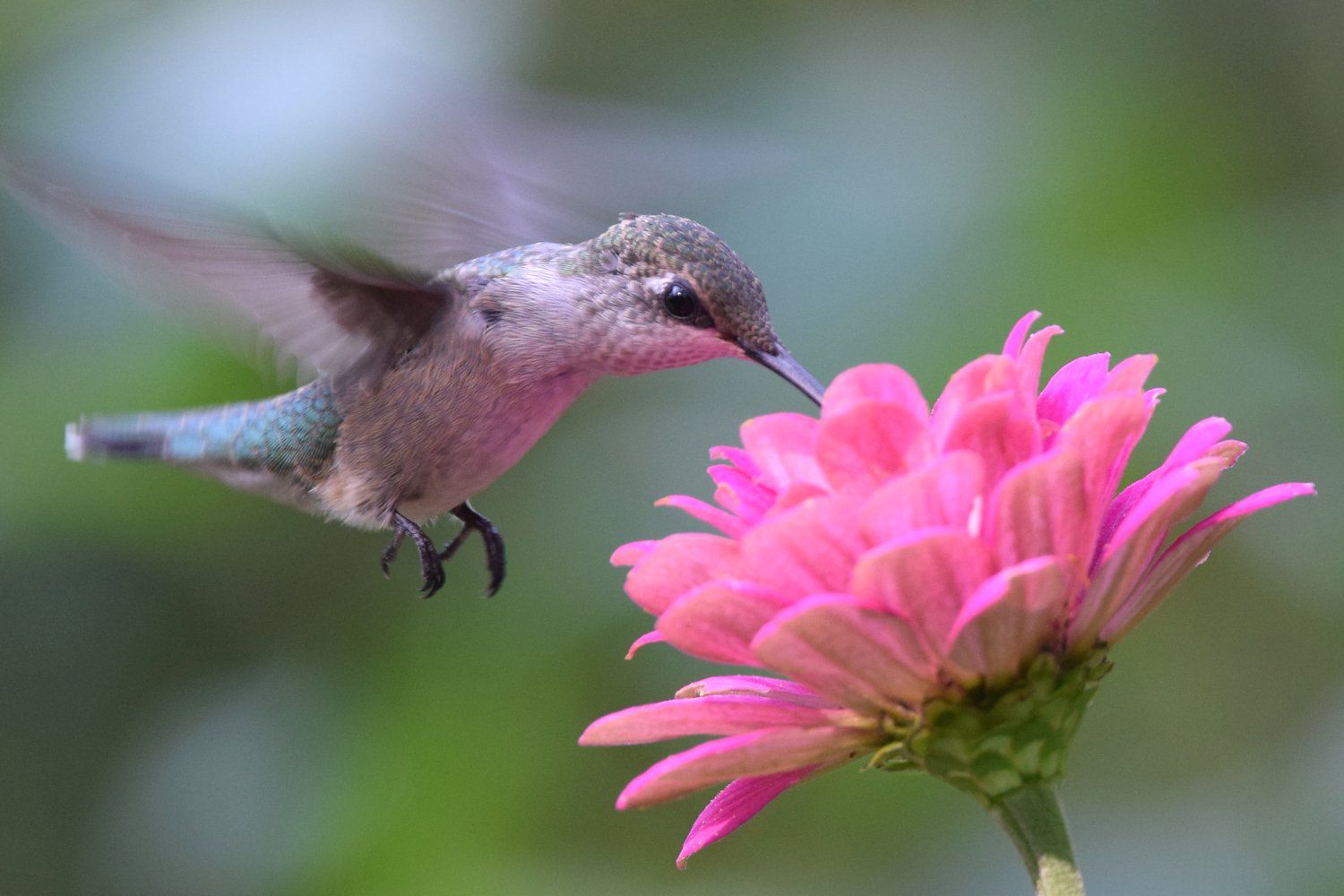 Kolibri an einer Blüte