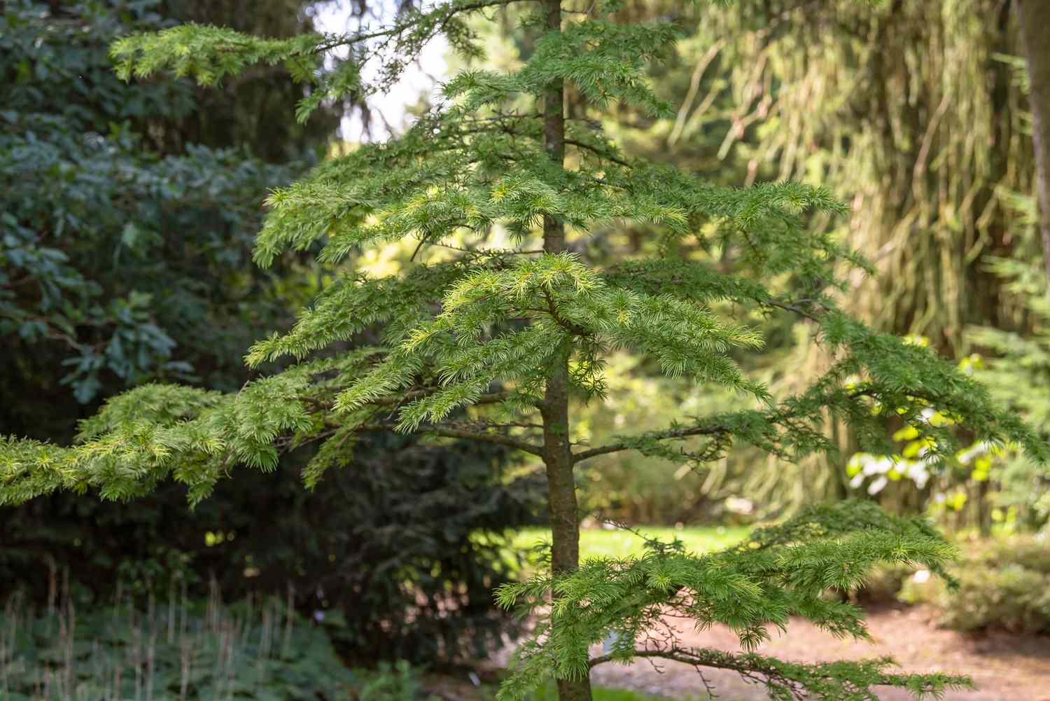 Goldener Lärchenbaum mit dünnem Stamm und kleinen grünen Nadeln an den Ästen