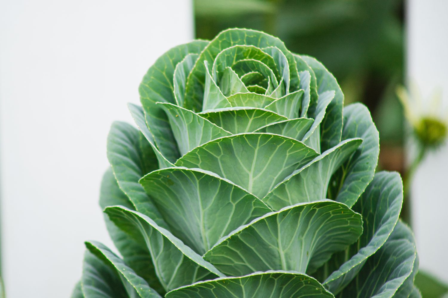 Collard Greens growing