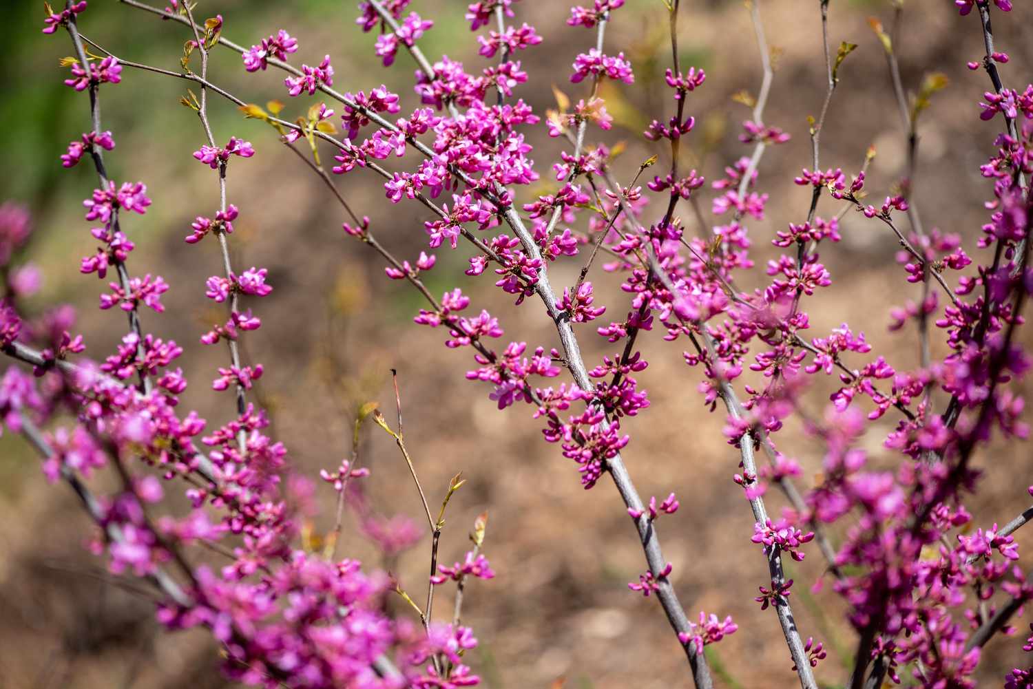Galhos da árvore de redbud oriental com pequenos cachos de flores rosa