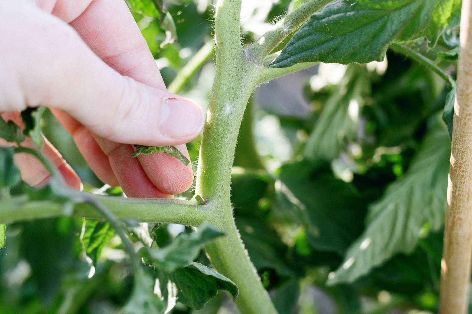 closeup of someone pinching off a tomato sucker