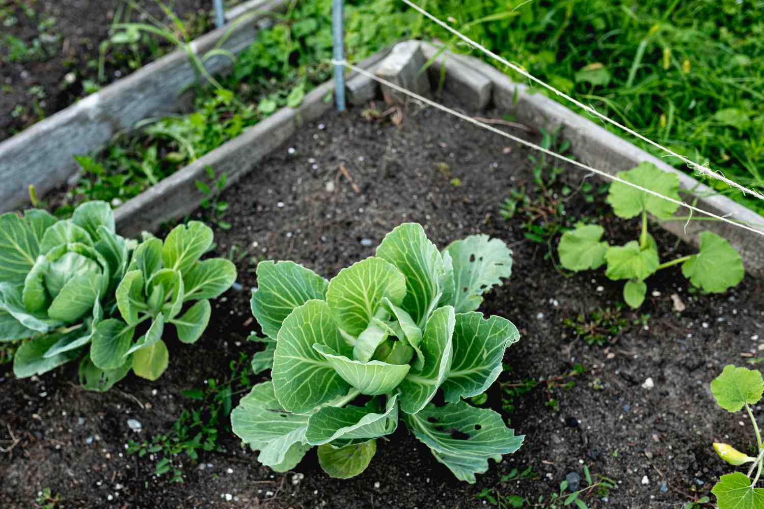 Plante de chou : Comment cultiver, soigner et récolter les choux