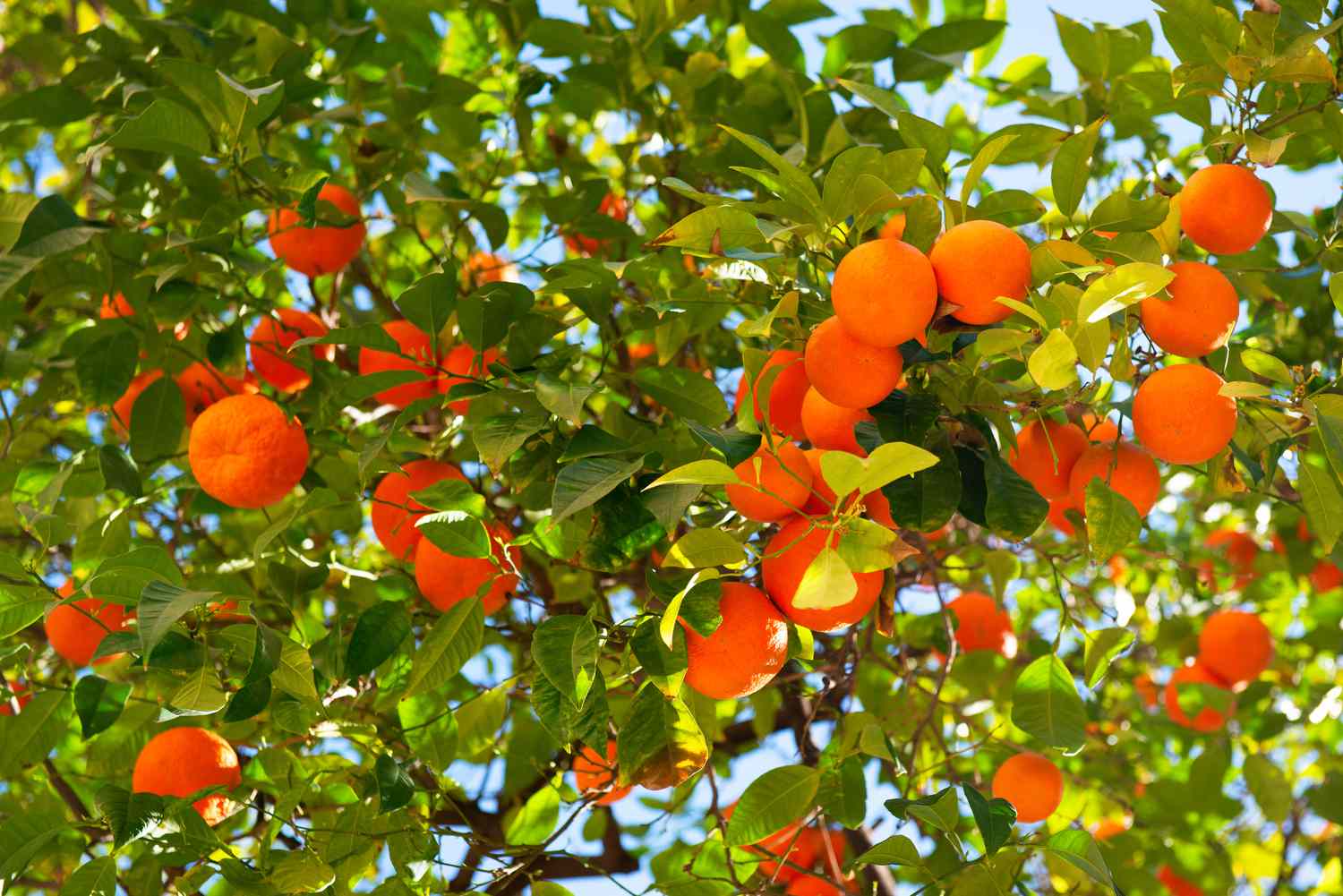 Satsuma-Baumzweige mit runden orangefarbenen Früchten, die unter den Zweigen hängen