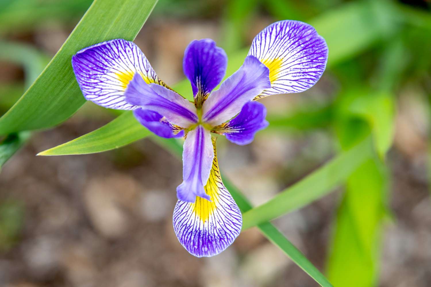 Nördliche blaue Fahnenblume mit violetten Streifen und gelben Blütenblättern in Nahaufnahme