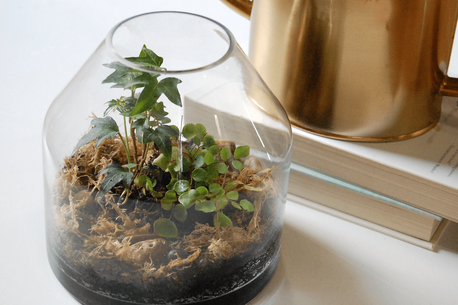 Terrarienpflege und Tipps: 10 zu vermeidende Fehler