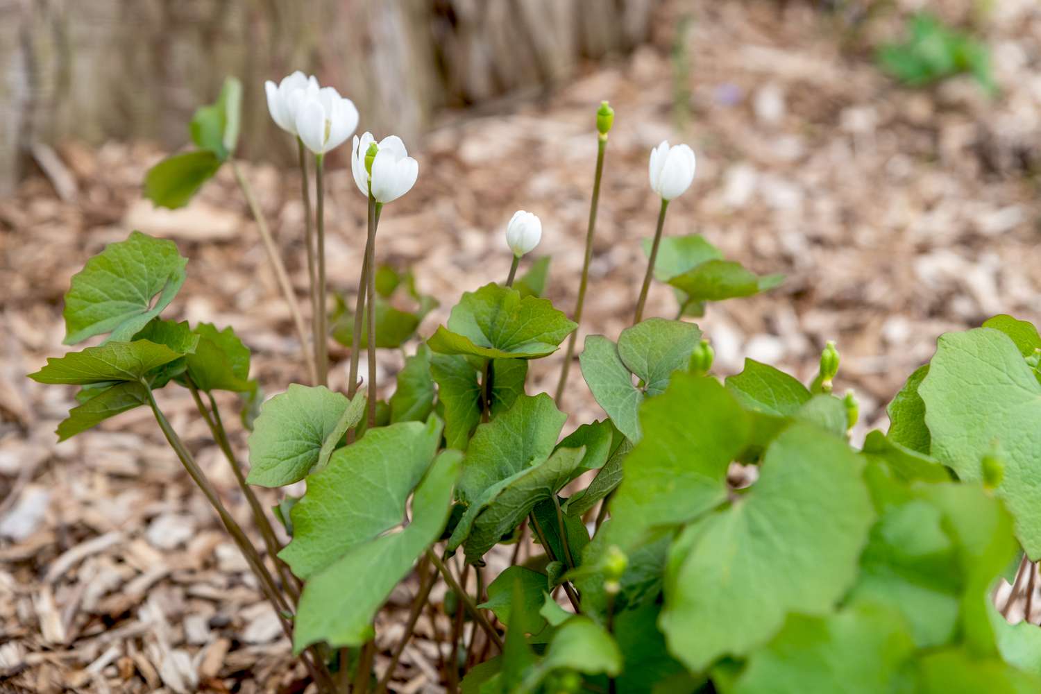 Zweiblättrige Pflanze mit weißen becherförmigen Blüten, die von flügelartigen Blättern umgeben sind