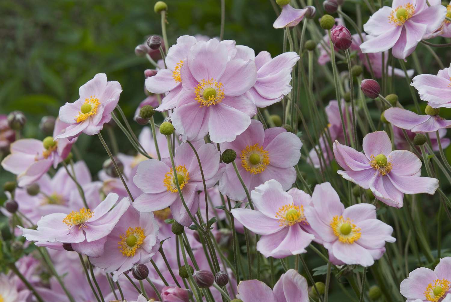 'Montrose' Anemonen mit rosa Blütenblättern