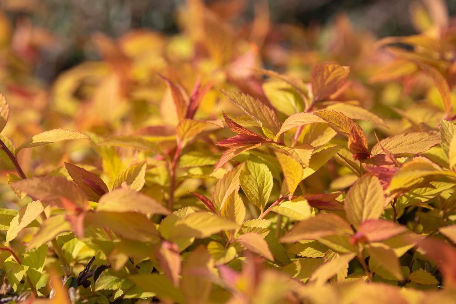 Goldflame spirea plant with orange and yellow leaves in sunlight closeup