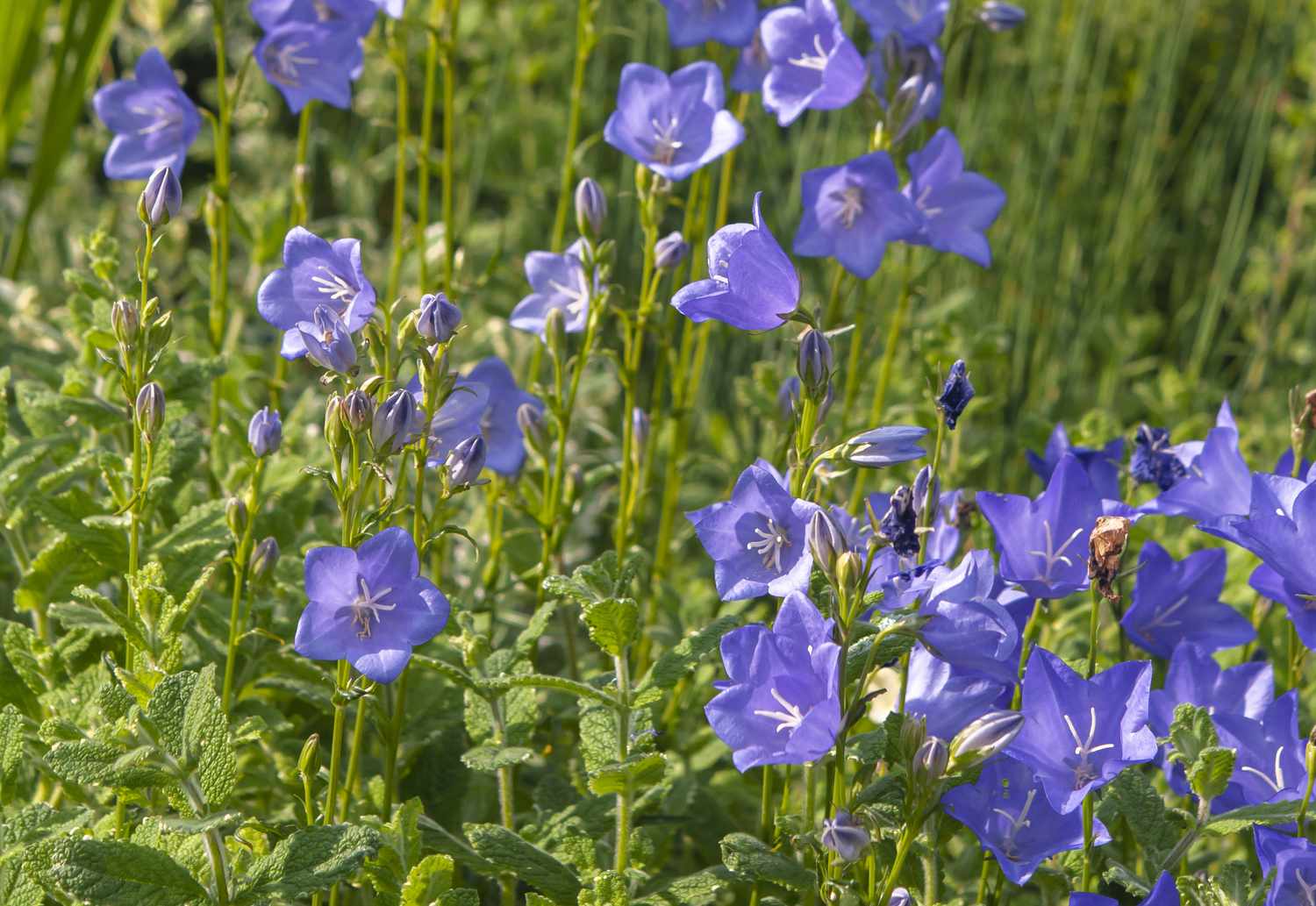 Pfirsichblättrige Glockenblume mit hellvioletten Blüten im Sonnenlicht