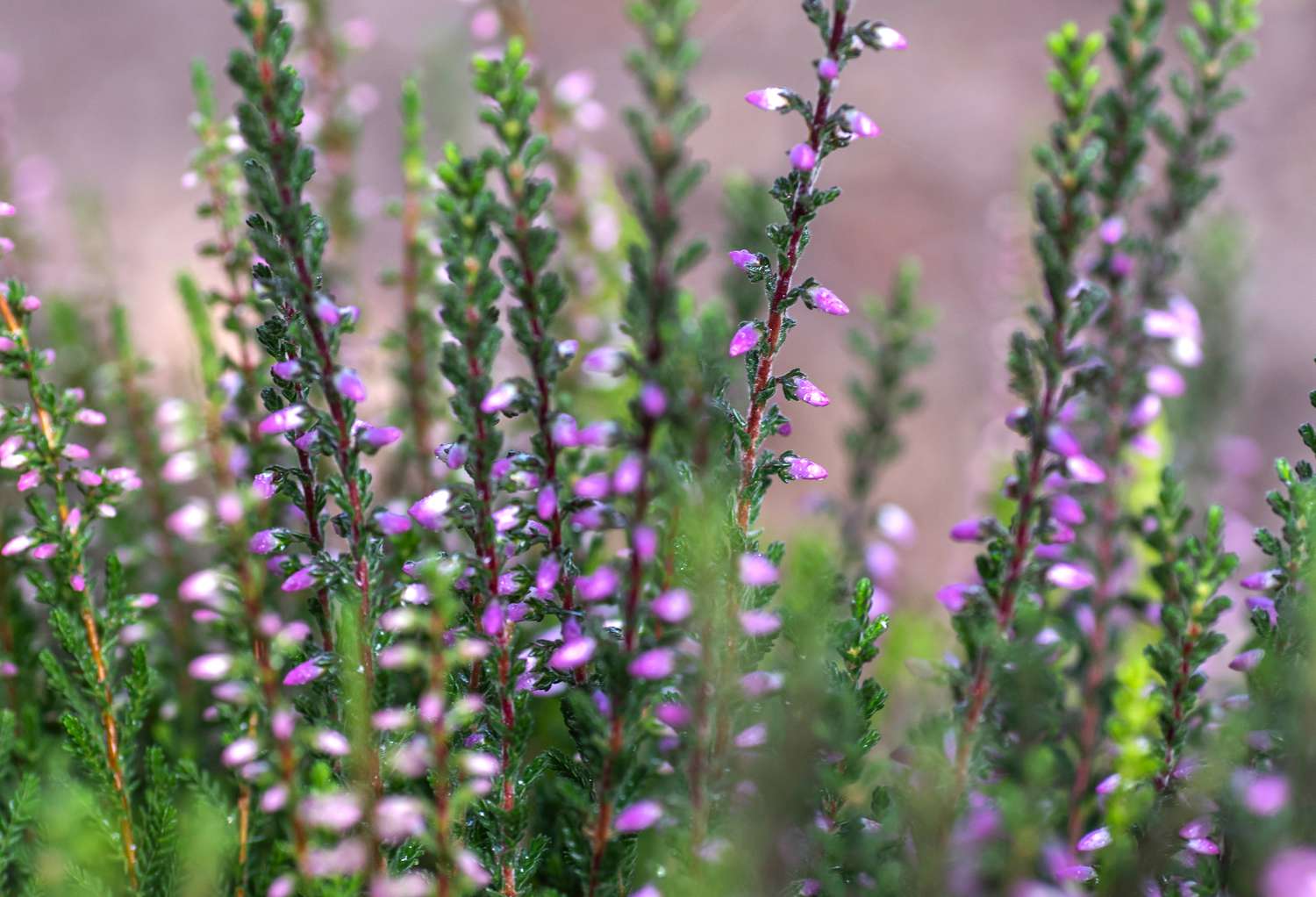 Zweige von Heidekrautsträuchern mit schuppenartigen Blättern und kleinen rosa Knospen in Nahaufnahme