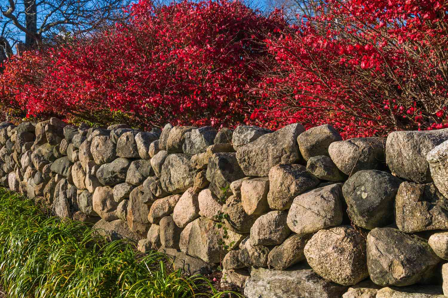 Mörtellose Feldsteinmauer mit einer Reihe brennender Sträucher dahinter.