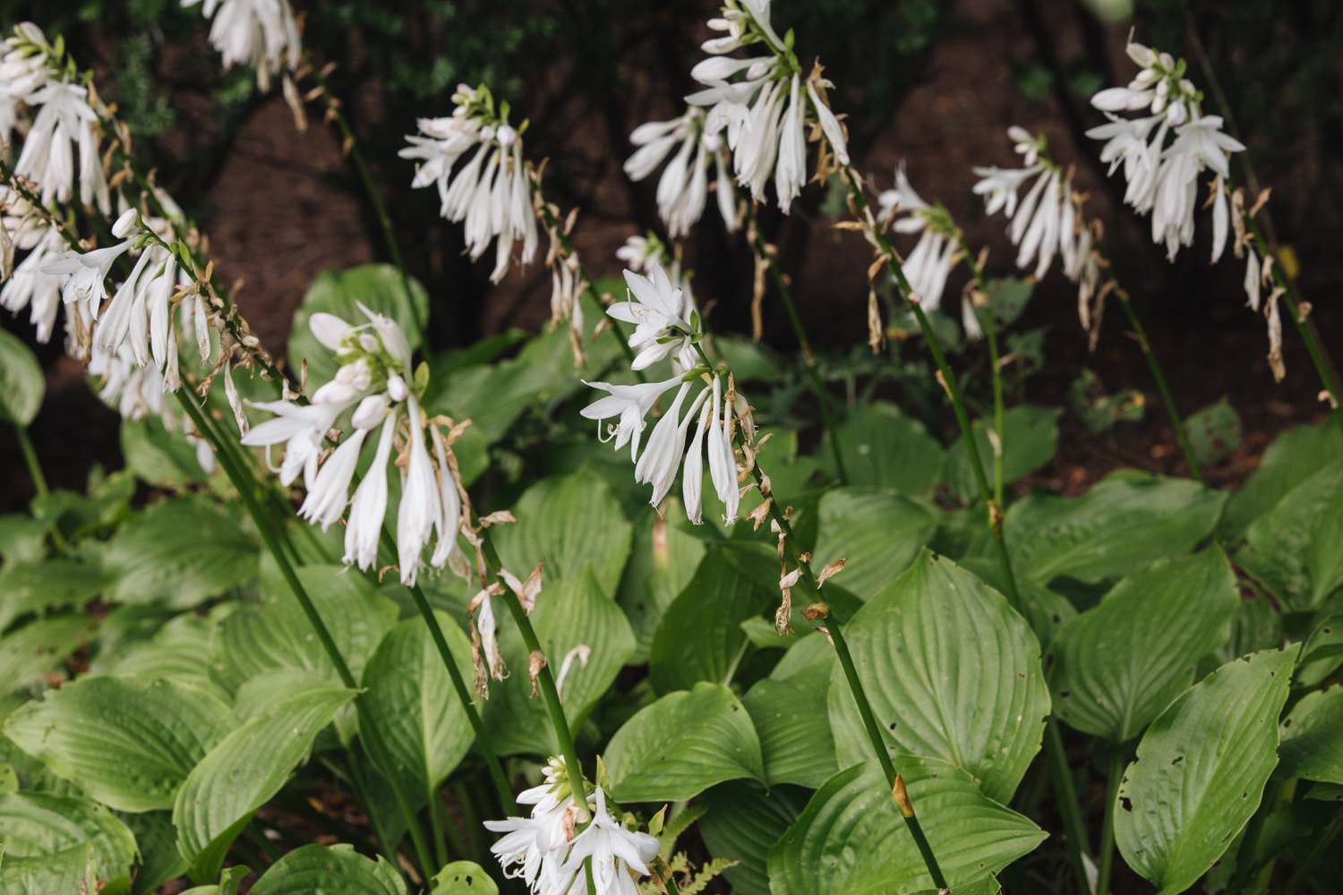 Plantagenia hostas mit grünen Blättern und weißen Blüten