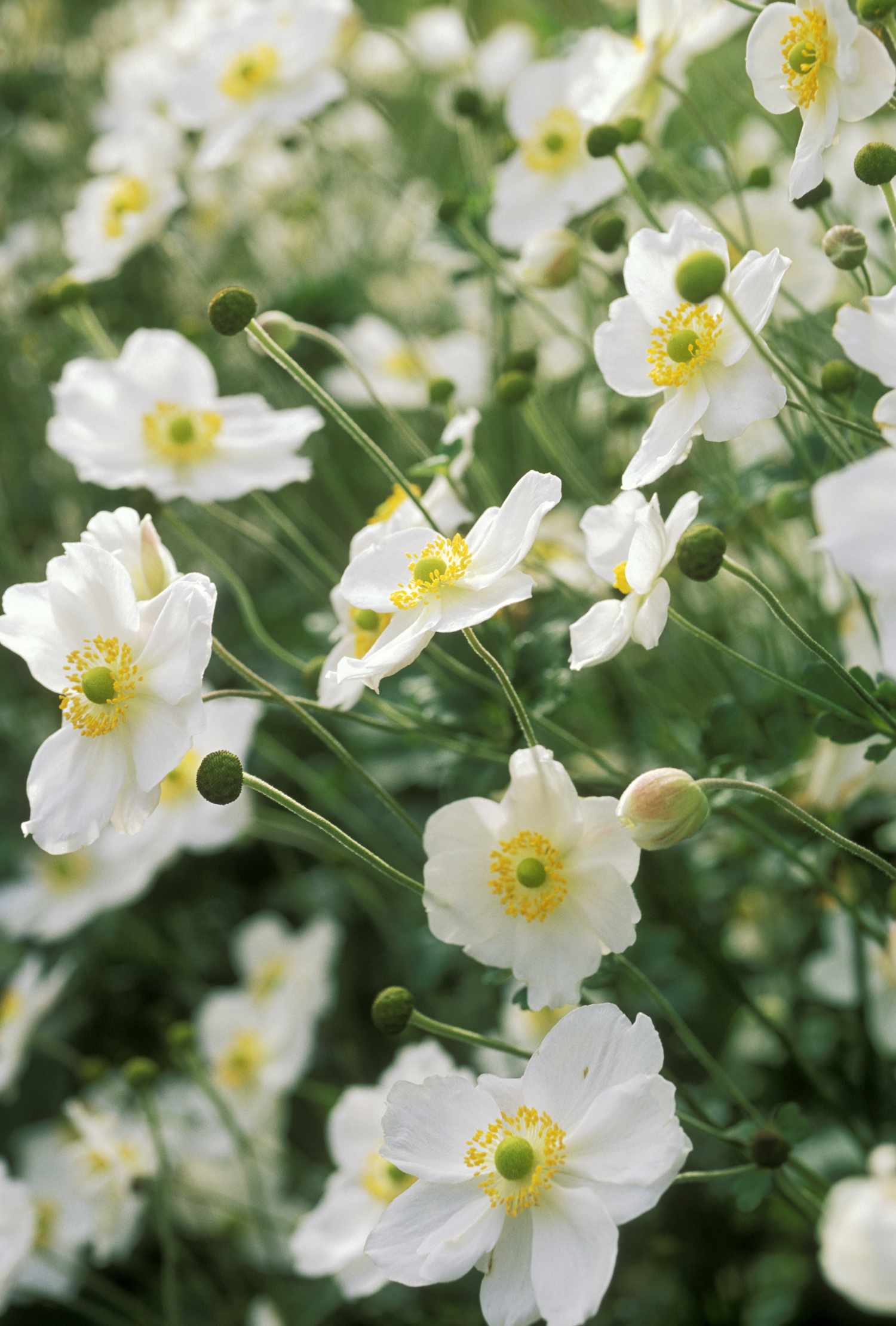 'Honorine Jobert' Anemonen mit weißen Blütenblättern