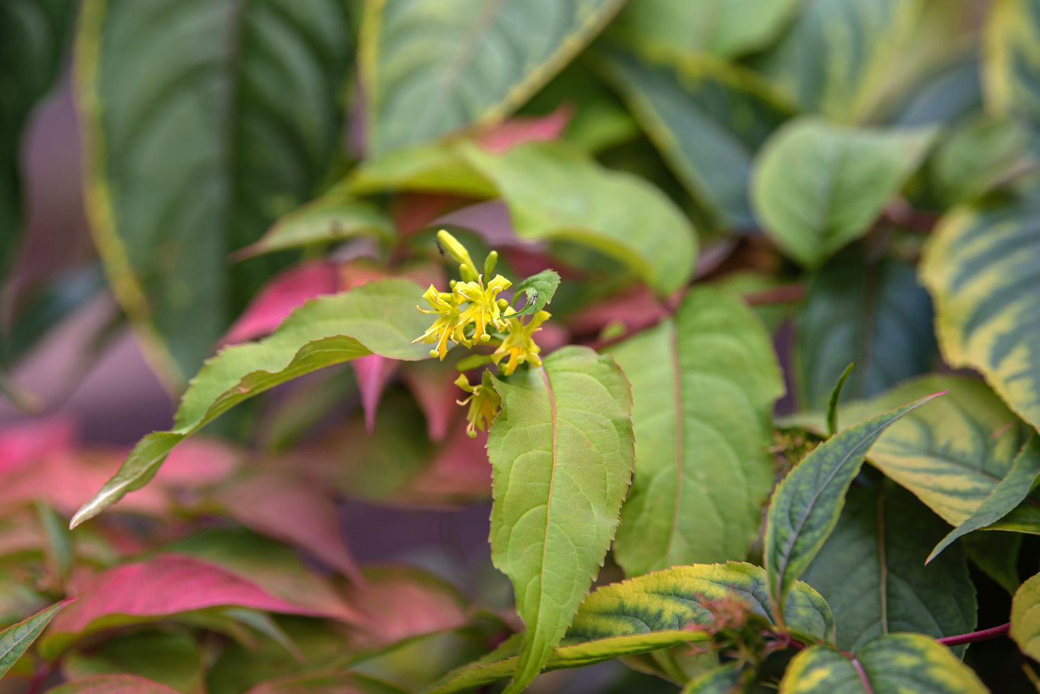 Zweig des Nördlichen Geißblattstrauches mit winzigen gelben Blüten, umgeben von gelb-grünen Blättern