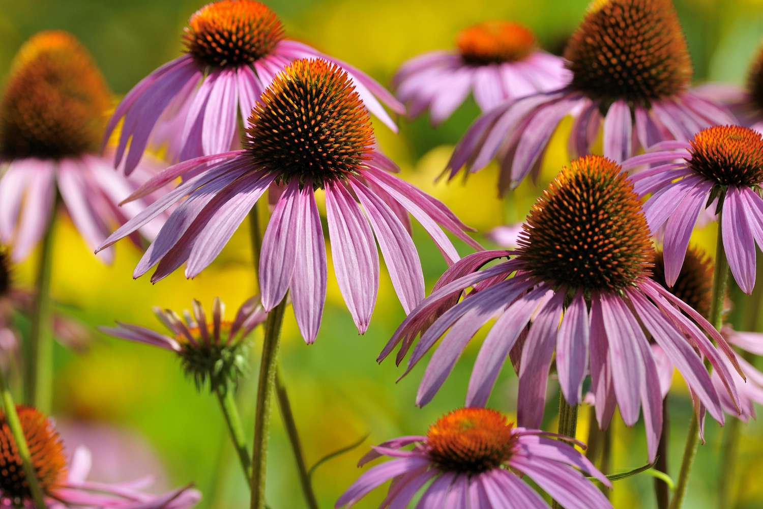 Östlicher Roter Sonnenhut (Echinacea purpurea), Nordrhein-Westfalen, Deutschland