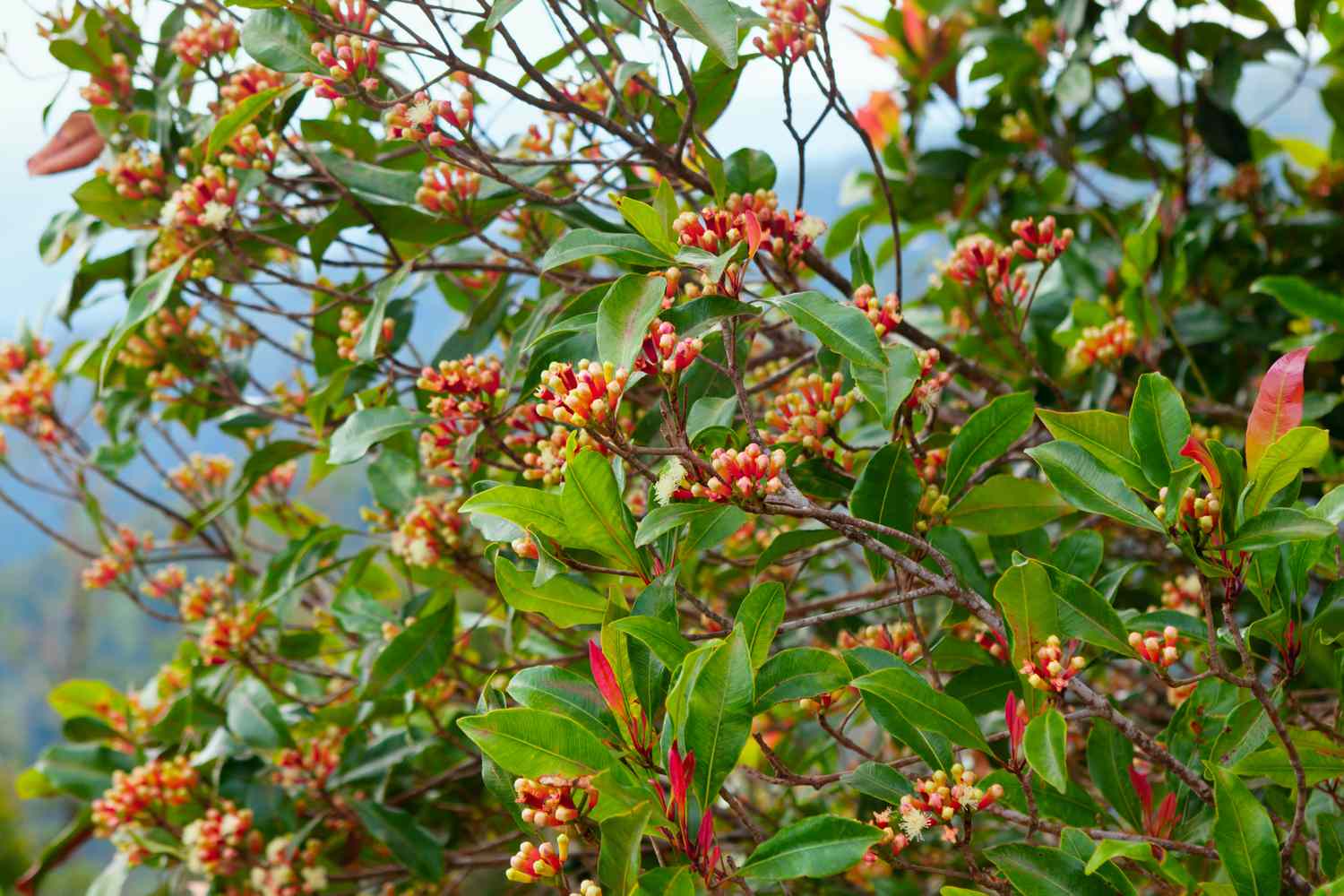 Árvore de cravo-da-índia com flores cruas picantes e gravetos