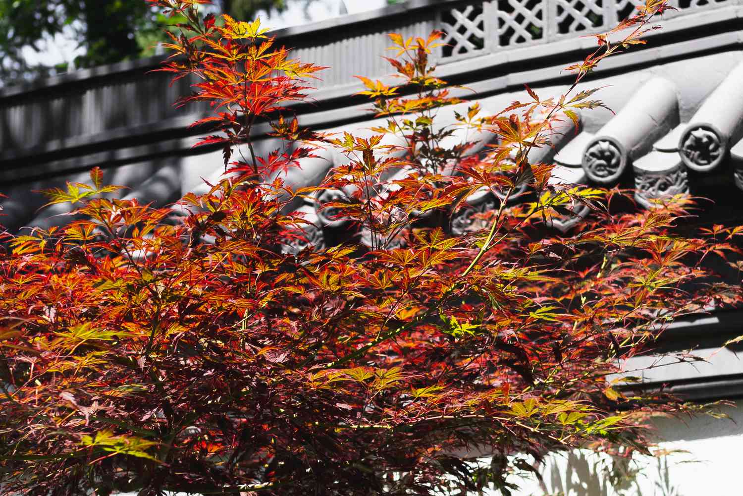 Nahaufnahme von Blättern des japanischen Ahornbaums
