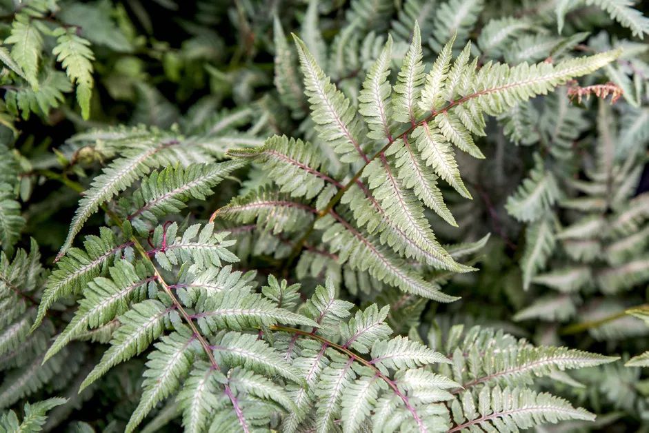 Close up of open fronds of Japanese painted fern