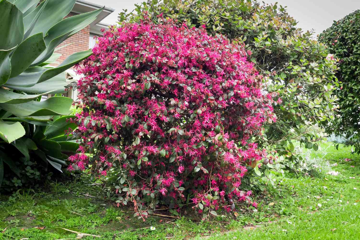 Chinesischer Fransenblumenstrauch mit leuchtend rosafarbenen Blüten und in runder Form geschnittenen Zweigen in der Nähe von Landschaftssträuchern