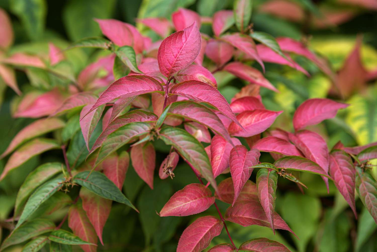 Ramo de arbusto de madressilva do norte com folhas rosas e verdes em close-up