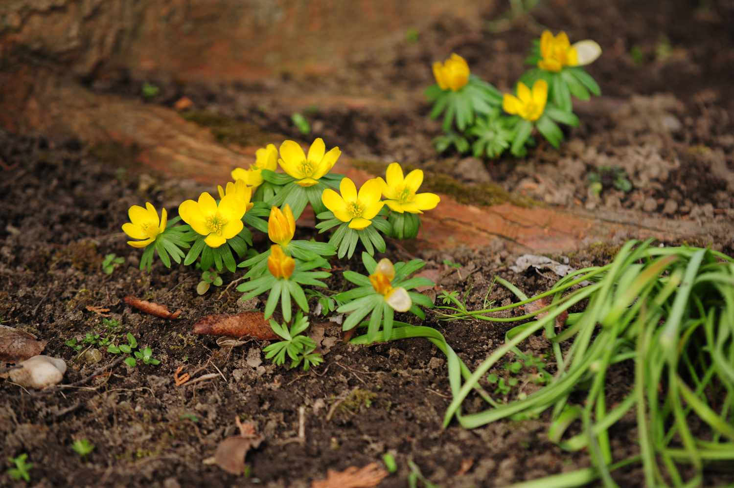 Gelbe Eisenhutblüten