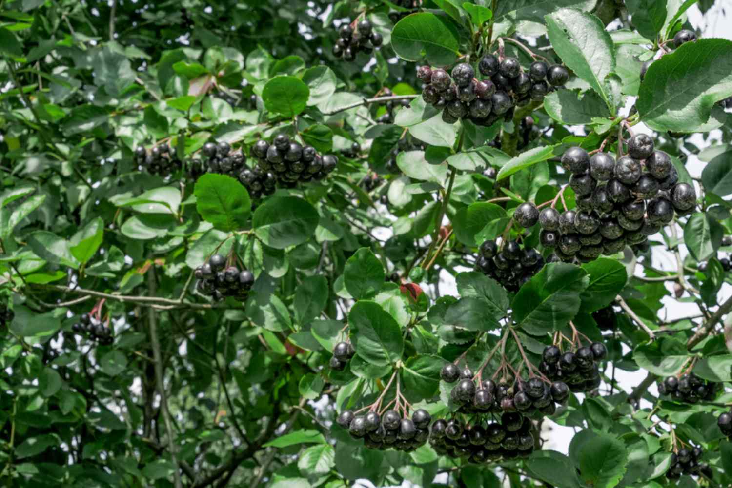 Galhos de chokeberry pretos com bagas pretas penduradas no alto