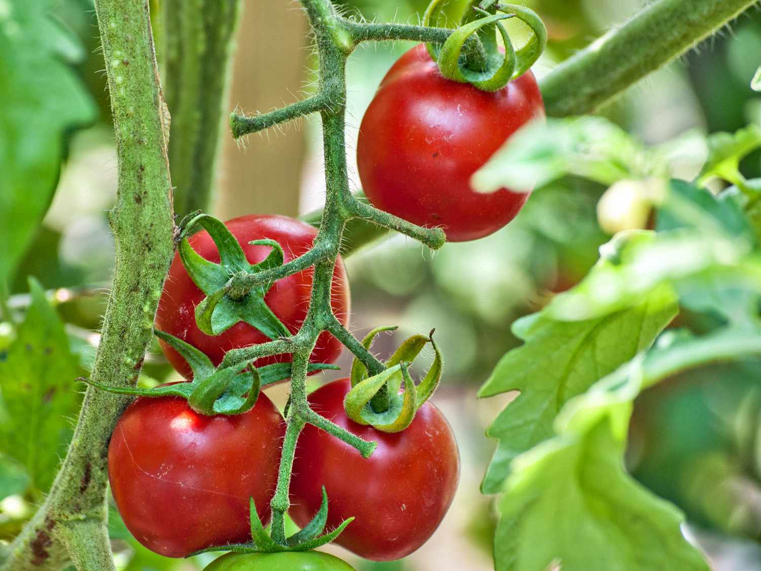 Tomates sur vigne