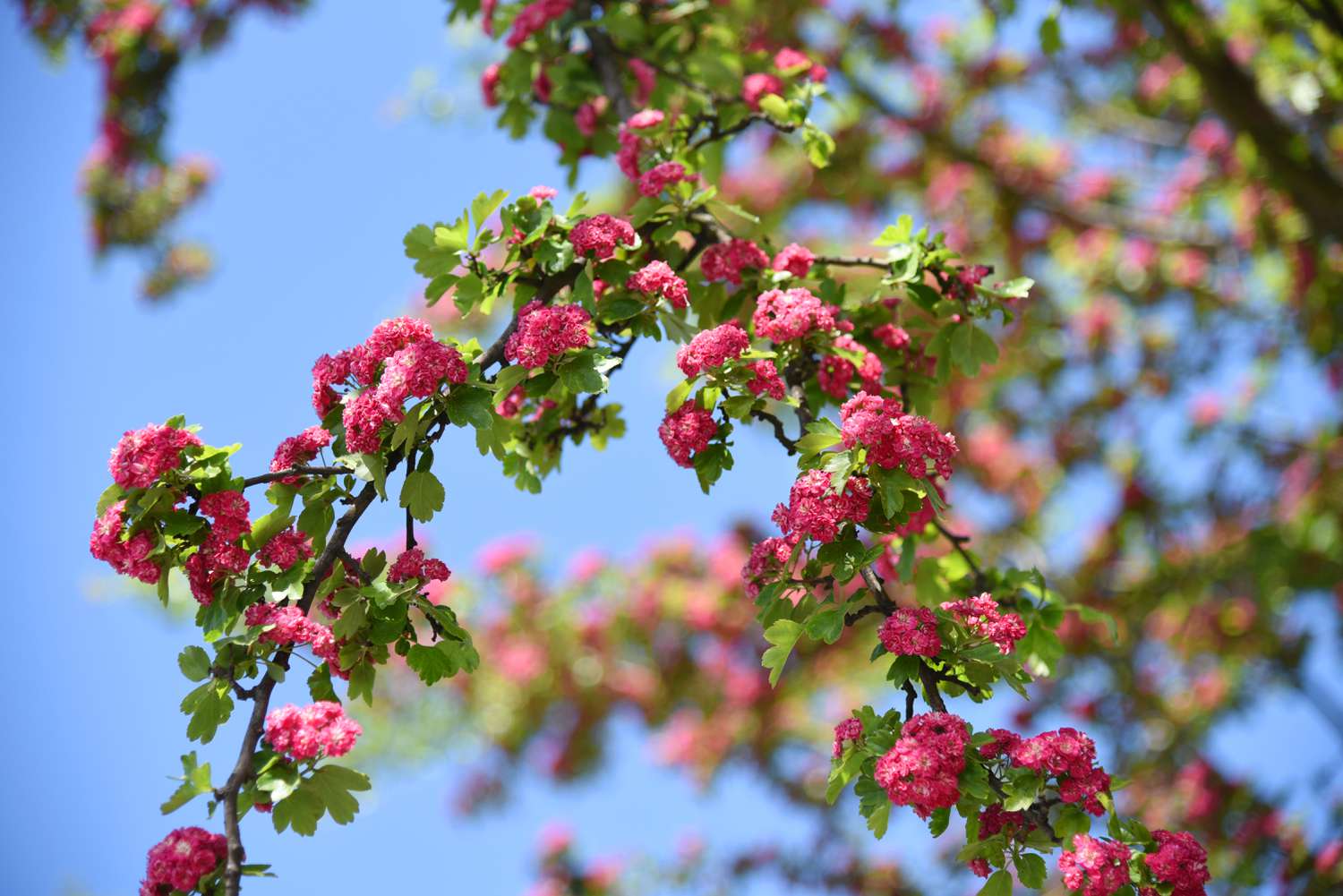 Englischer Weißdornbaumzweig mit leuchtend rosa Blütentrauben mit Blättern für Kolibris