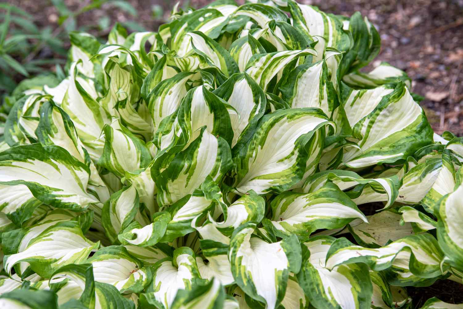 Hosta plant with variegated white and green leaves clustered in shade