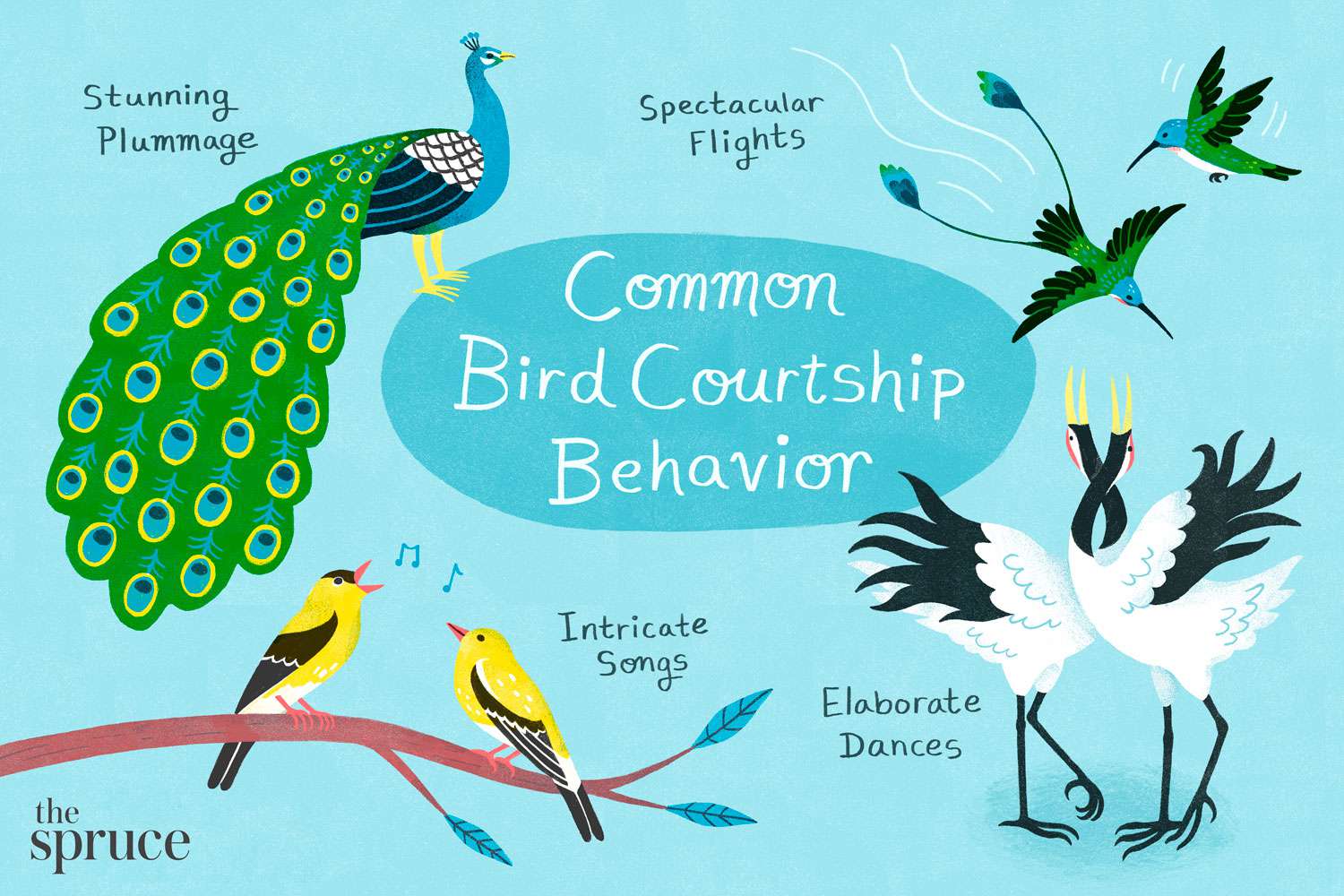 Ilustración de los comportamientos de cortejo de las aves