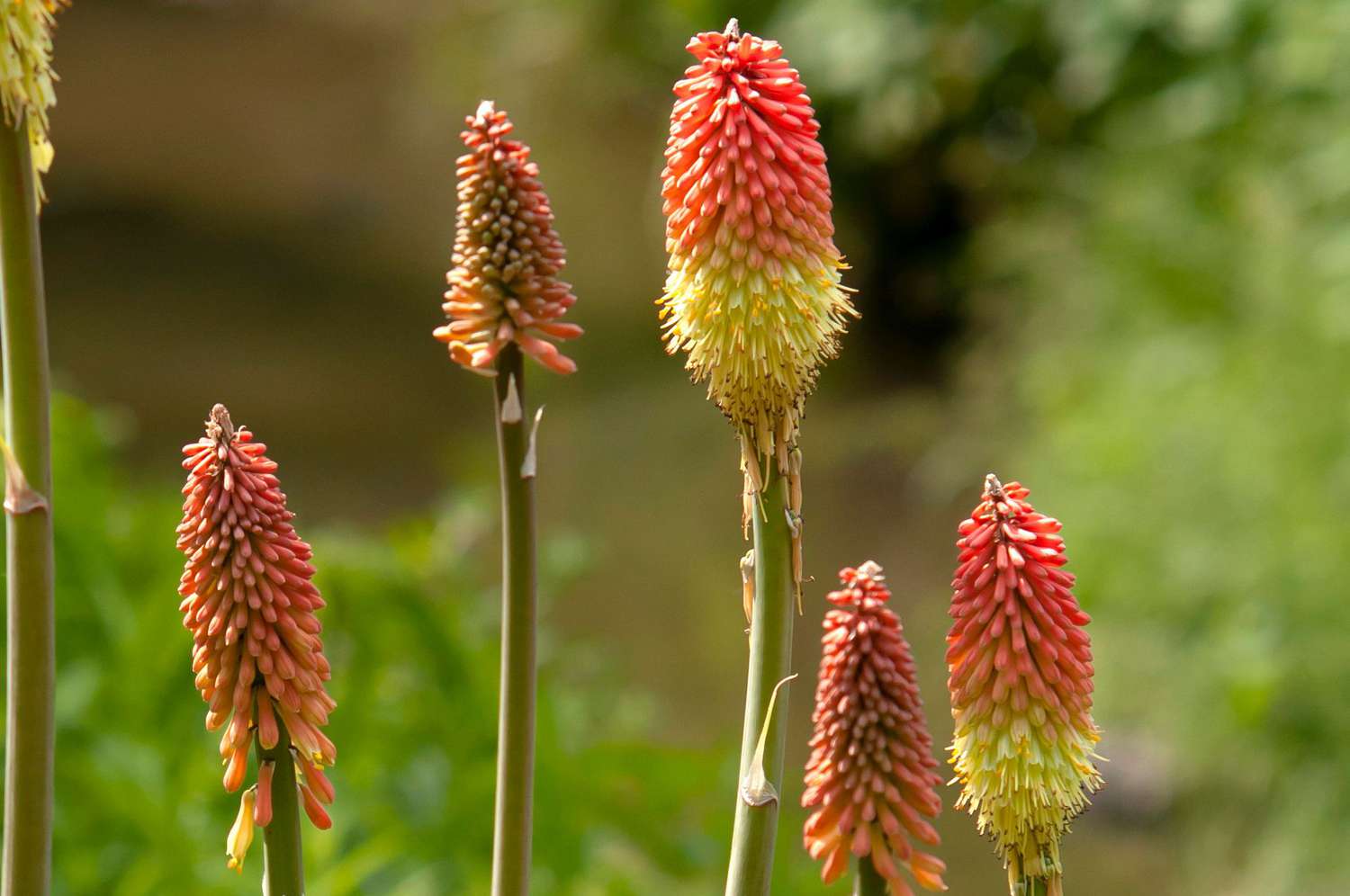 Rote Schürhakenpflanze mit roten und gelben schürhakenartigen Blüten an hohen Stielen in Nahaufnahme