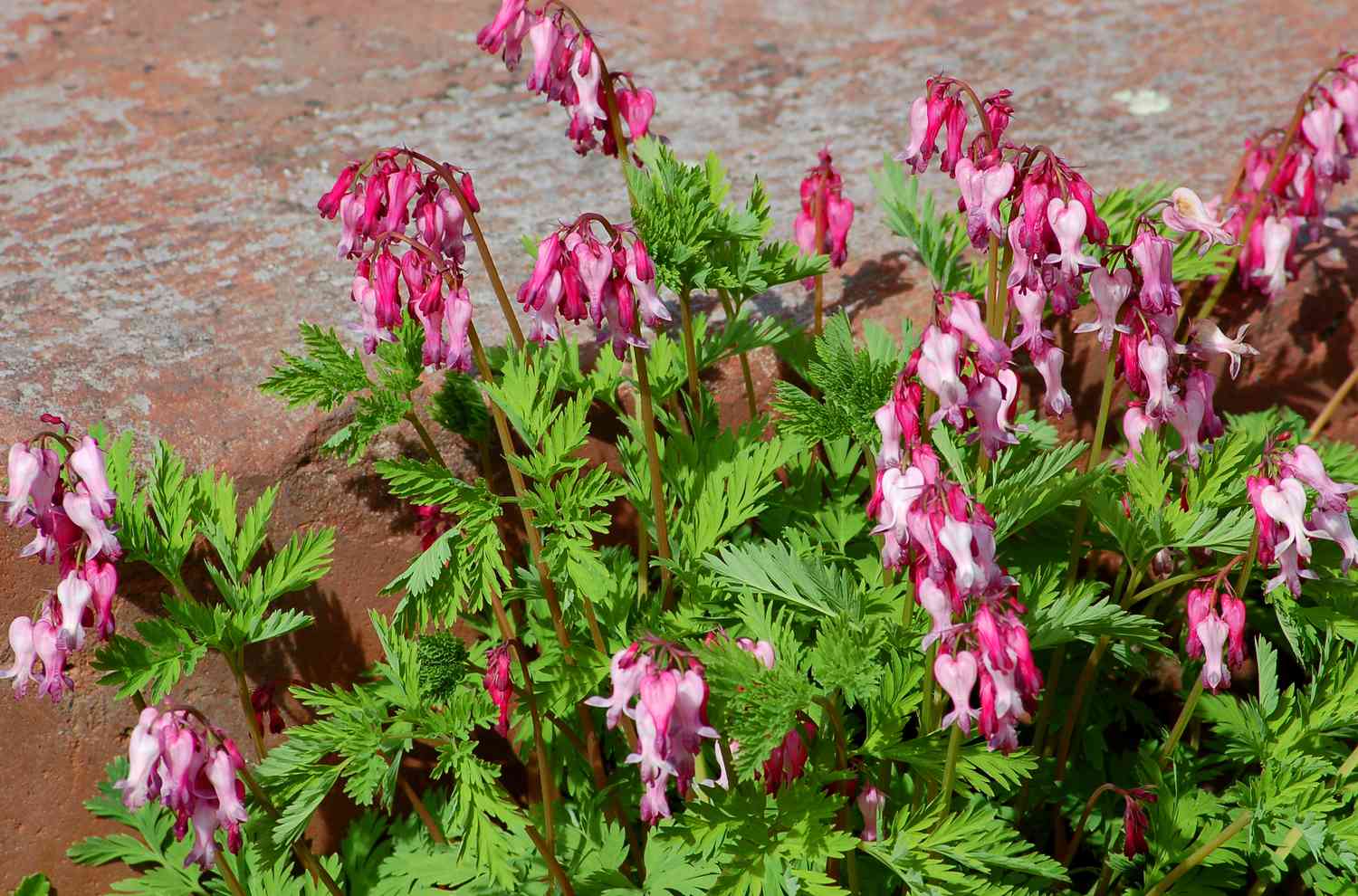 Fringed bleeding heart with pink flowers.