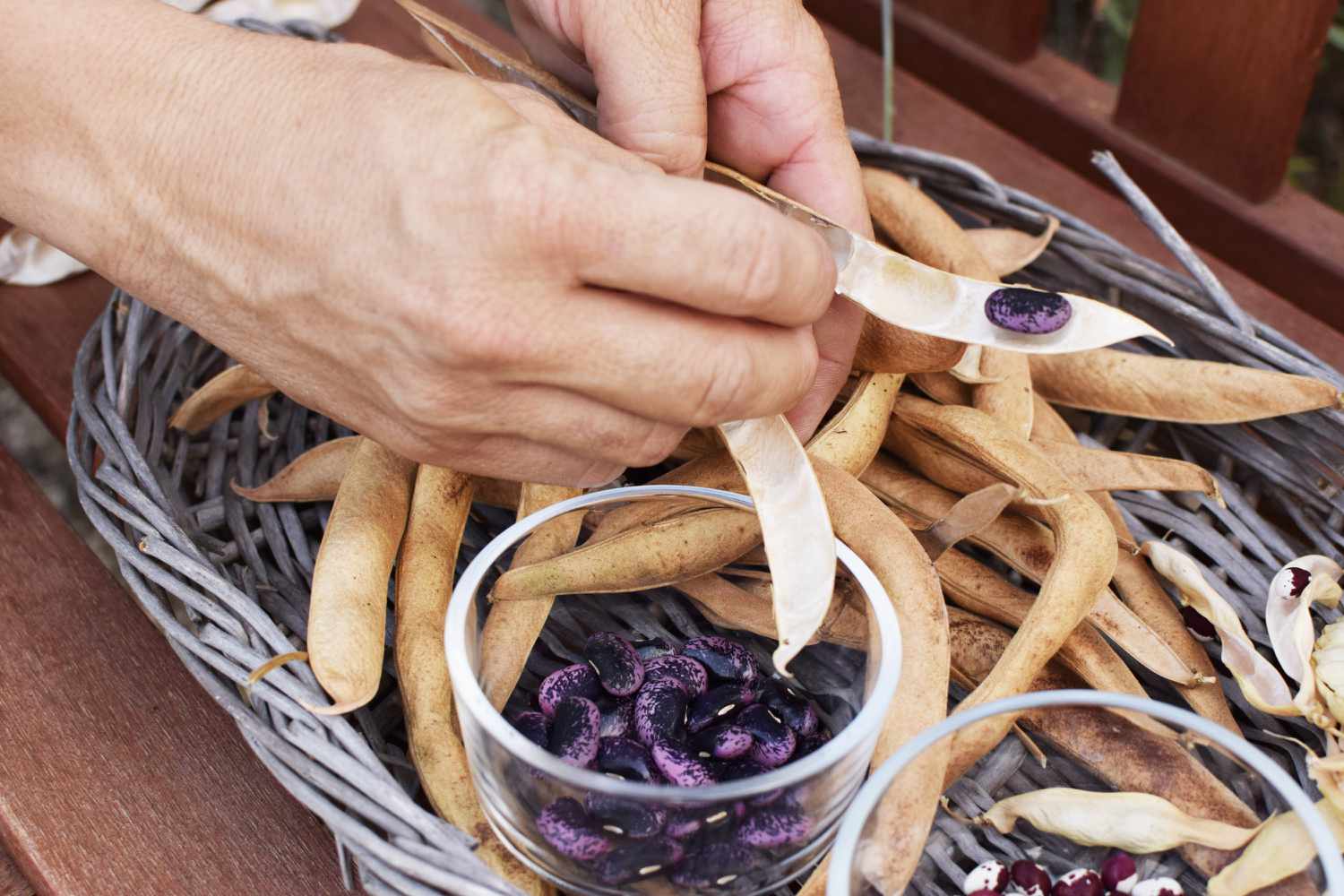 Gousse de haricots secs ouverte et nettoyée pour mettre les graines violettes dans un bol rond en verre