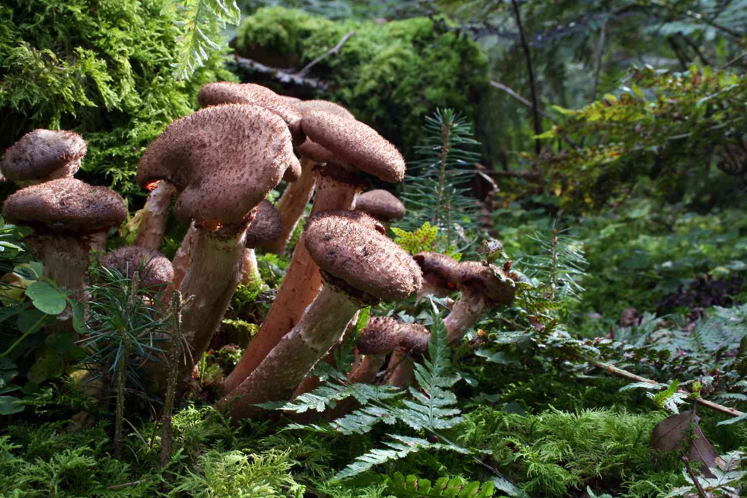 Durch Wurzelfäule verursachte Pilze.