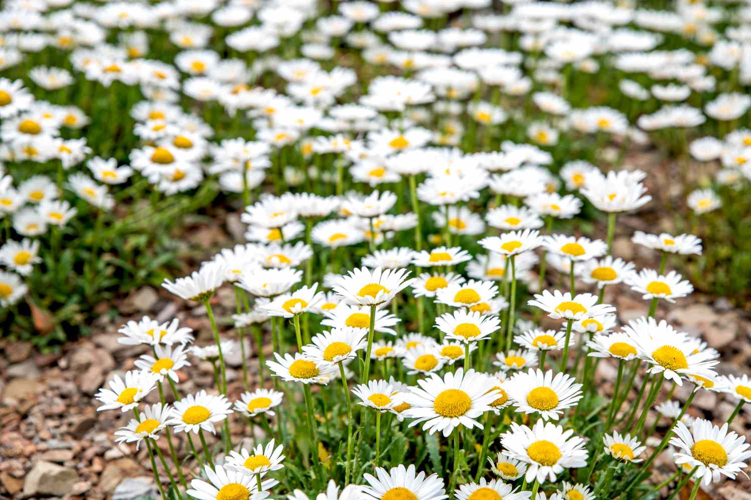 Shasta-Gänseblümchen mit weißen Blüten und gelber Mitte, die in Reihen wachsen