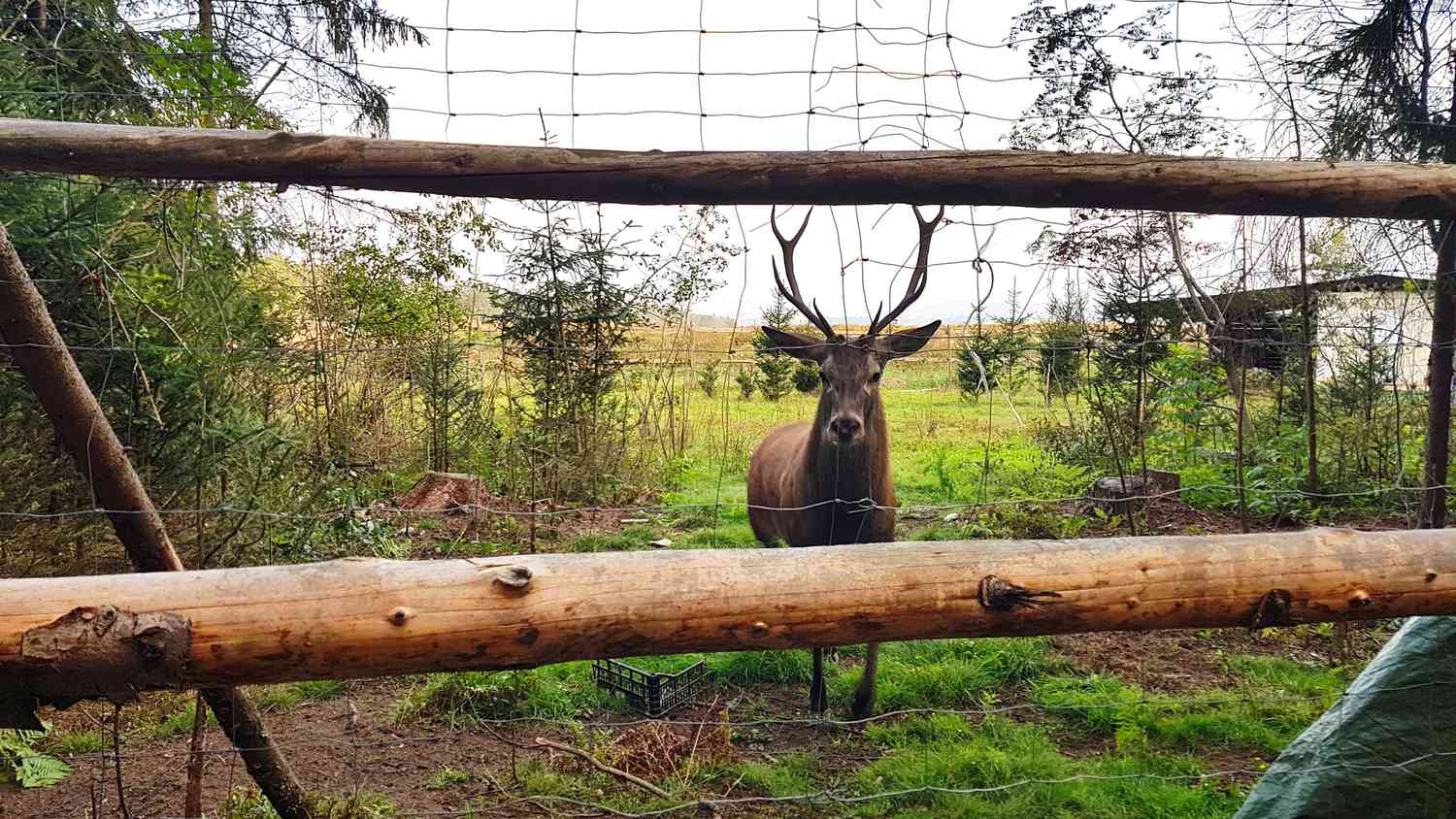 Mesh deer fencing keeping a buck at bay