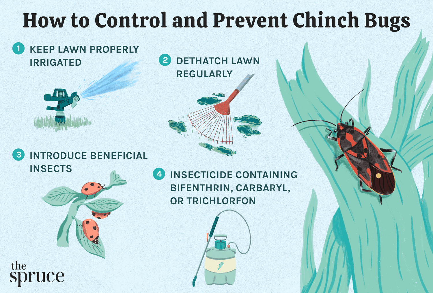 Chinch Bugs erkennen und bekämpfen