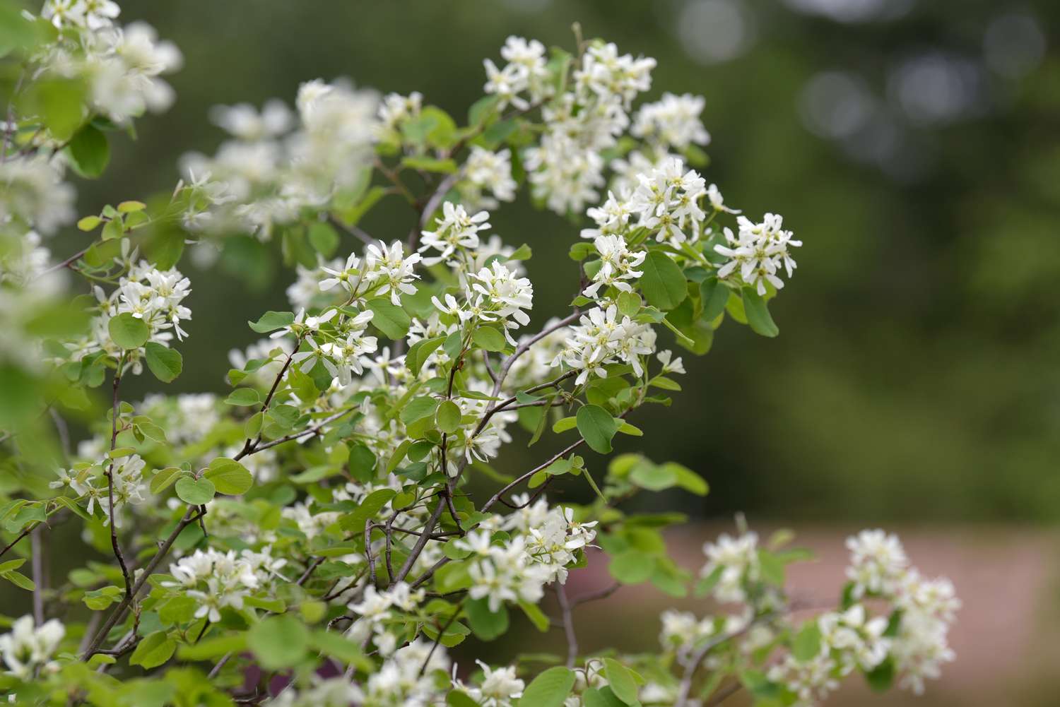 Saskatoon Serviceberry Baumzweige mit kleinen weißen Blüten in Nahaufnahme
