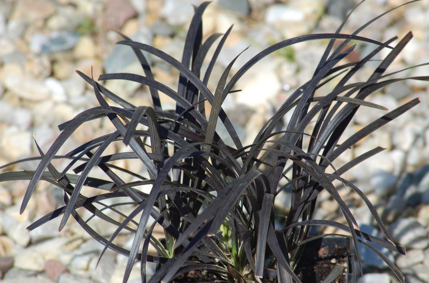 Black monkey grass.