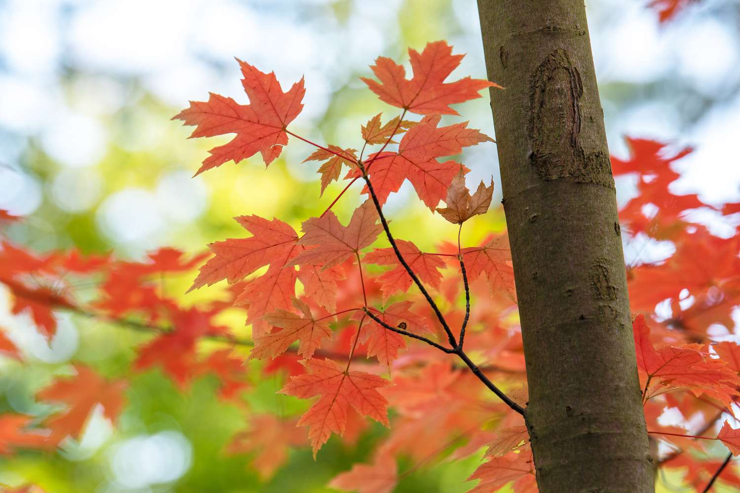 Herbstblühender Ahornbaum mit leuchtend orangefarbenen Blättern in Nahaufnahme