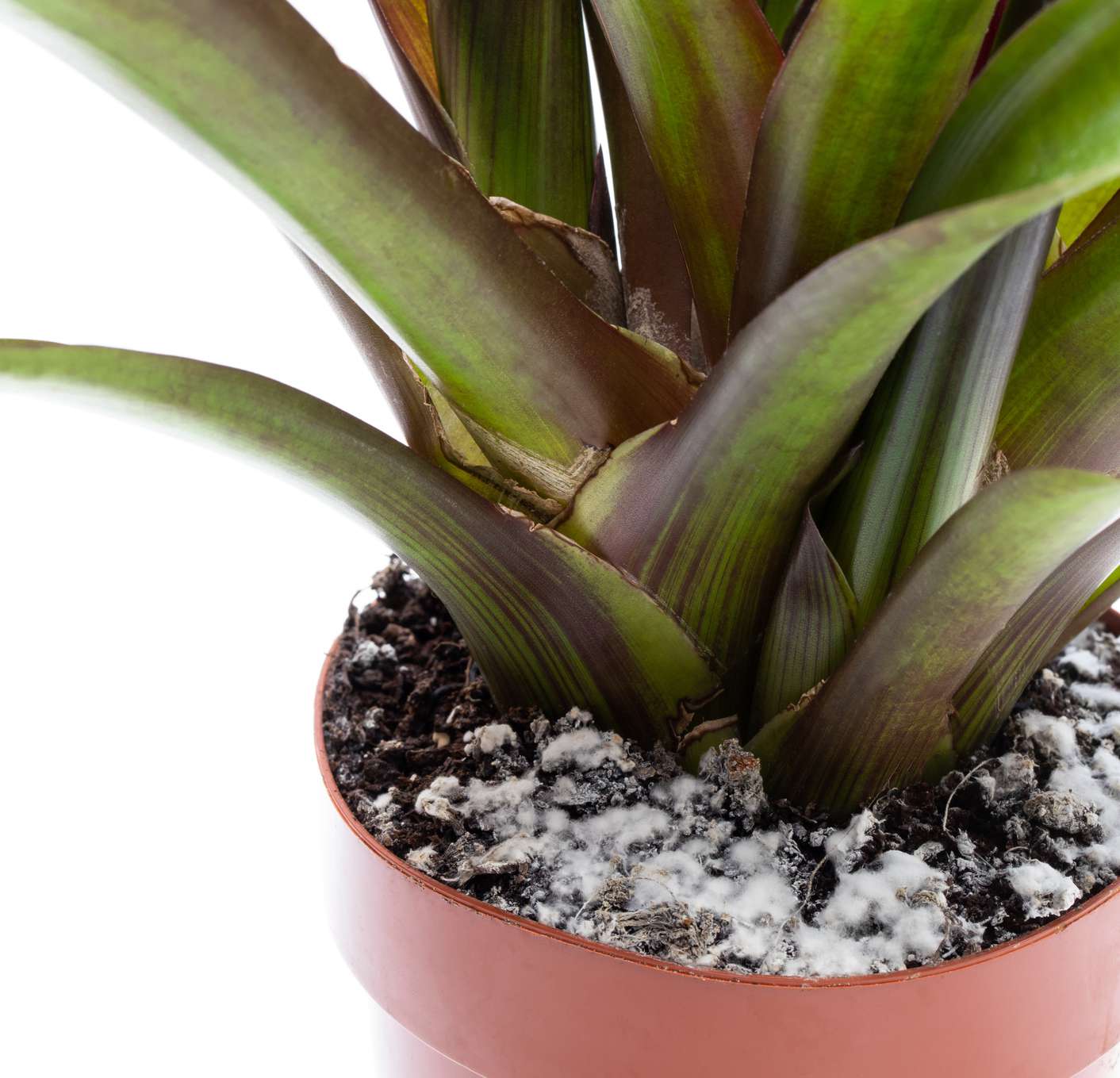 A dracaena houseplant with white fluffy mold on the soil.