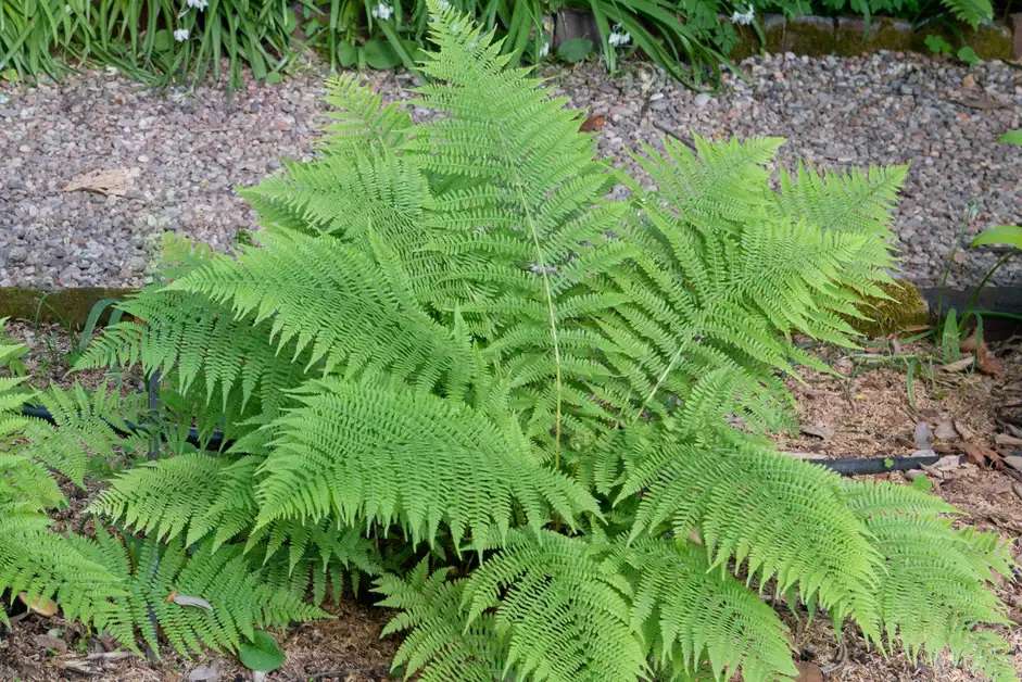 Planta de helecho de dama al aire libre